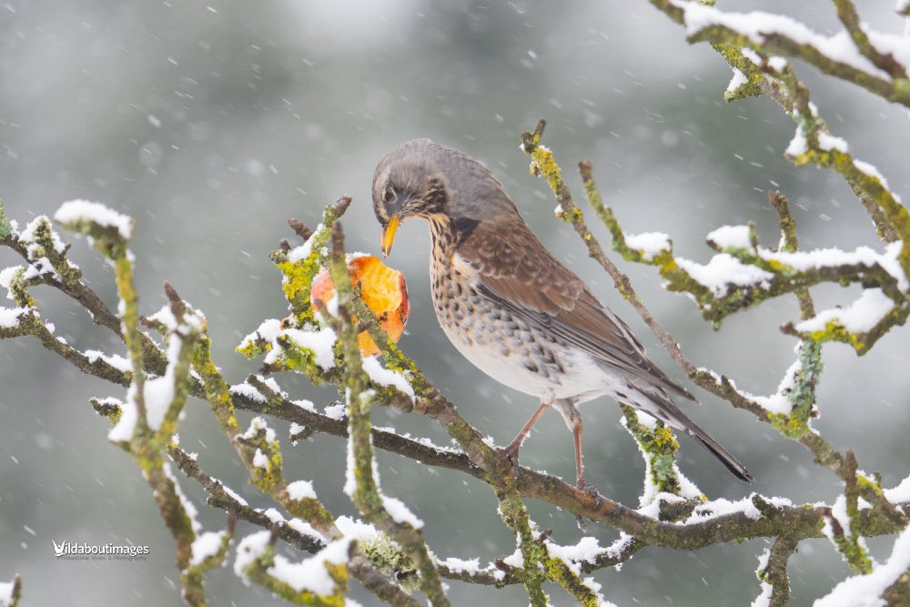 Fieldfare in today’s snow. #appletree #fieldfare #Turduspilaris #sonyalpha #wildlife