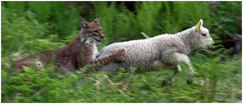 Lynx kill sheep.