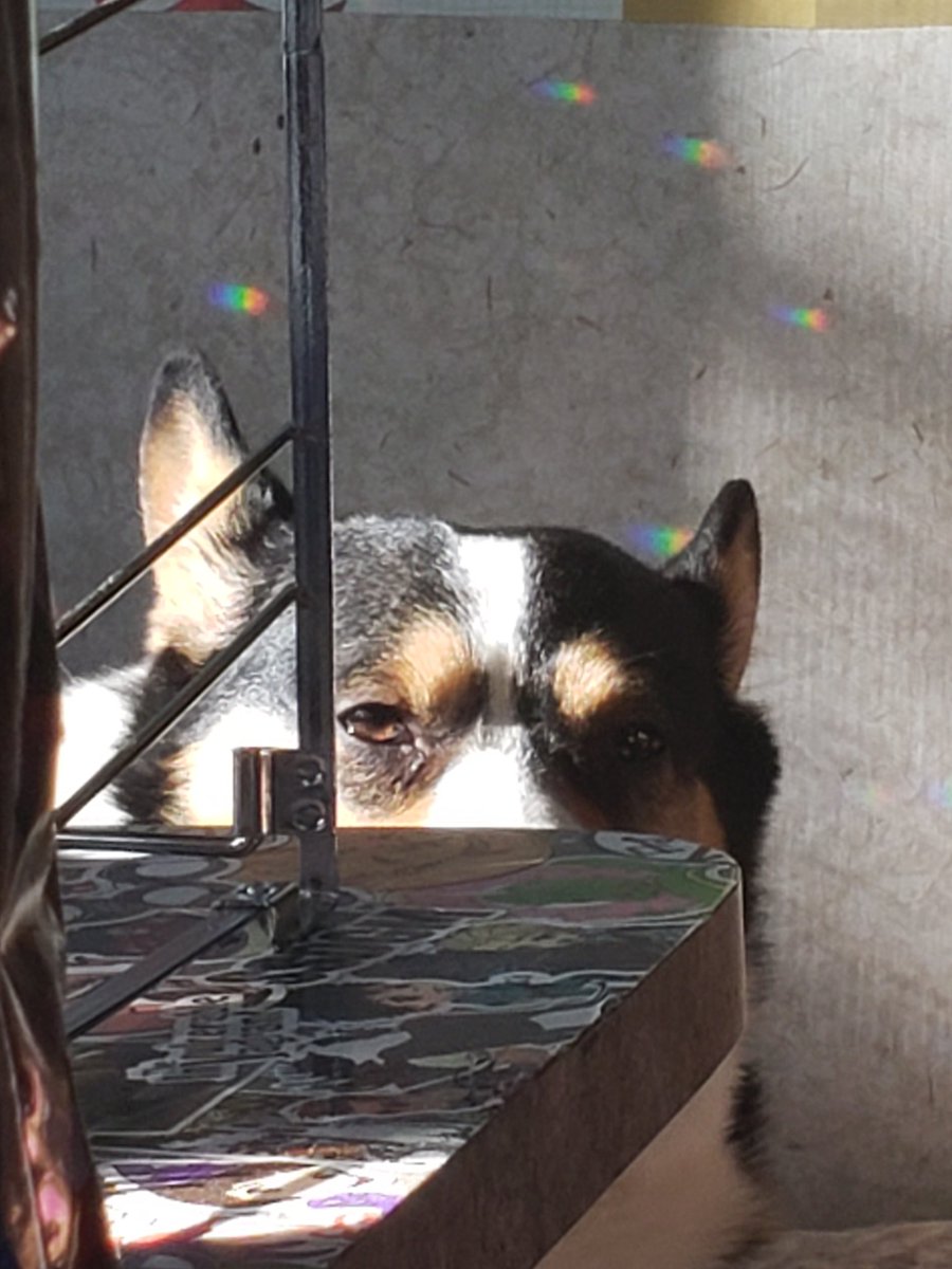 lucithecorgi's tweet image. O_o