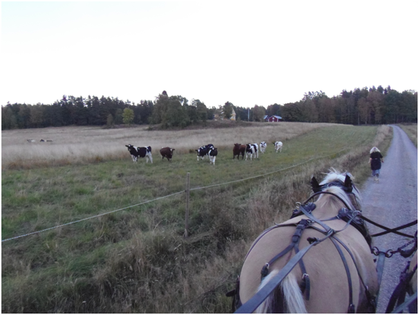 When talking about reintroducing lynx to the UK comparisons are often made with Scandinavian.I’ve been to Scandinavia and stayed on Norwegian and Swedish farms. Such comparisons are meaningless. Their methods and terrain are different. 4/16