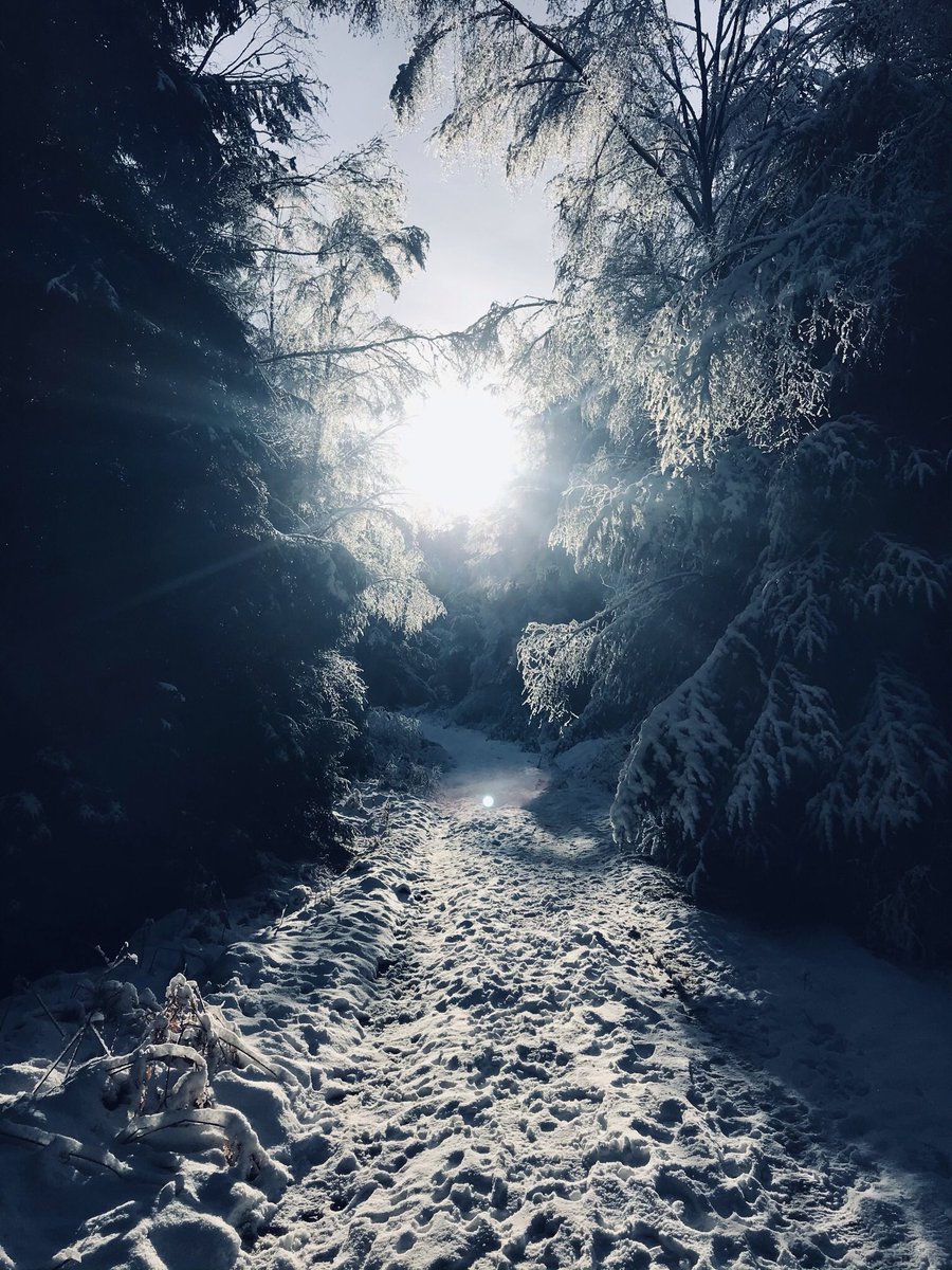 UkBrowny's tweet photo. @metoffice @SteveSturgess6 @Happyhoneyvw @Debbiechops @molyneux_assoc Picturesque Woodland walk https://t.co/0iOjYQzFUN