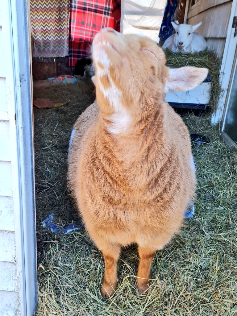 WinstonThatche4's tweet image. Ahhhh sun,  but brrrrrrrr, it's freezing! Staying inside for now!🌞🥶🐐