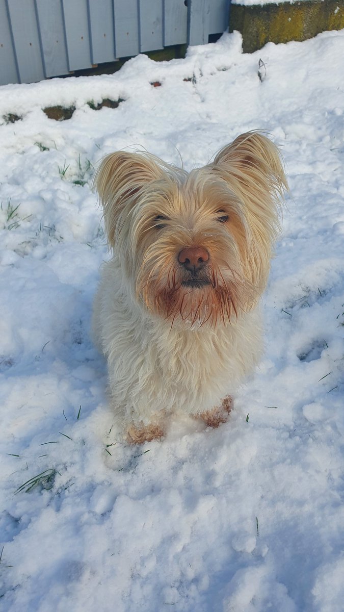 My biggest boy is 8 today! 🐶 He's been enjoying the snow likes he's a puppy again ❄️ #baileystrange #cairnterrier #doggiebirthday