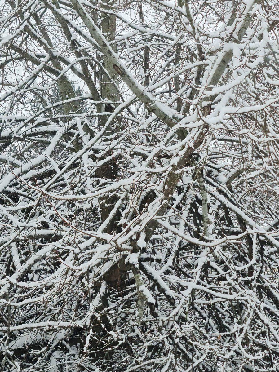 UniqueMl20's tweet photo. Wow 😳 waking up to snow this morning gave me 3 emotions 1. How 😊beautiful it looks resting on the branches of the tree outside my window 2. Laughter 🤣 watching my mad cats playing in it and 3. How I miss torturing my subs to an outside snow session 🤨😏😂 #coldsnow https://t.co/883rIqjh5w