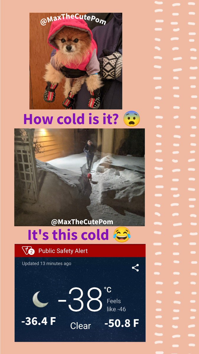 MaxTheCutePom's tweet image. I'm sure you are cold pals ✅ please I am not disrespecting you 

I'll see your cold and add raise you,  these crazy temps and more snow 😂 This was my 
morning....#HowColdIsIt
#Saskatchewan #Canada 🇨🇦