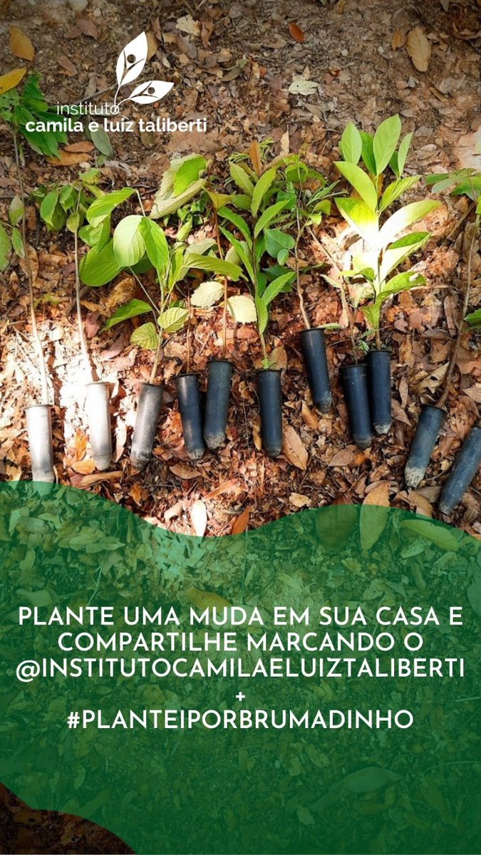 ITaliberti's tweet photo. Participe da campanha #planteiporBrumadinho. Uma homenagem às 272 vítimas da tragédia de Brumadinho. https://t.co/6AufdrWfYf