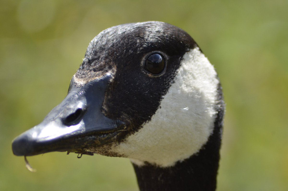 what are you looking at? #britishbirds #goose #canadiangoose #birds #birdphotography #birdwatching #wildlifephotography #birding #birdsuk #wildlifeuk #nature #cute #gardenbirds #wild #beautifulwildlife #beautiful #birdphoto #geese #geeseuk #britishbird #closeup #funny #birdsofuk