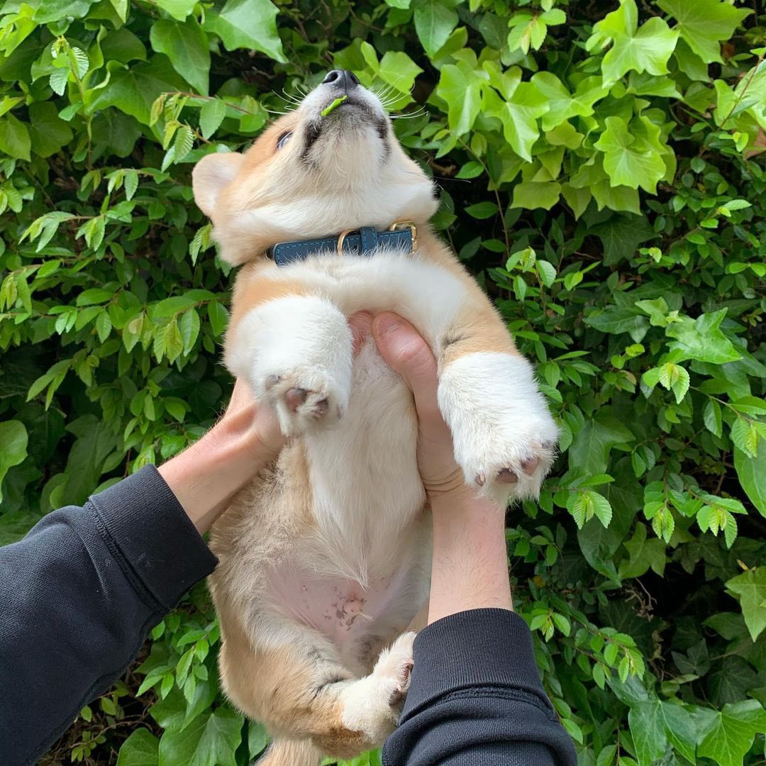 CorgiParents's tweet image. A quick look on what happens behind every IG worthy photo 😂 #therealyou 
(Photo @mrbasilthecorgi on Instagram)

Drop a bts photo of your corgi down below! 👇