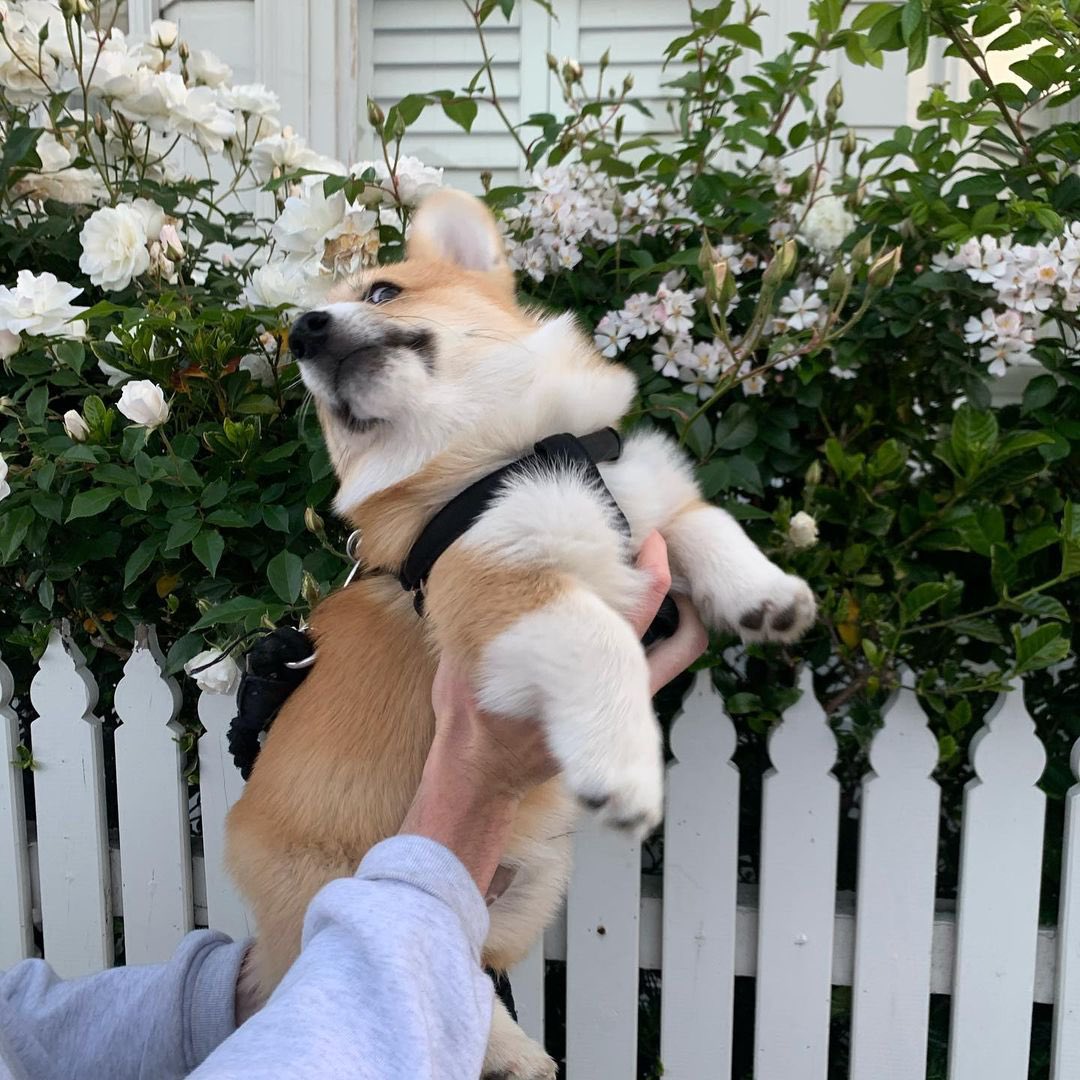 CorgiParents's tweet image. A quick look on what happens behind every IG worthy photo 😂 #therealyou 
(Photo @mrbasilthecorgi on Instagram)

Drop a bts photo of your corgi down below! 👇