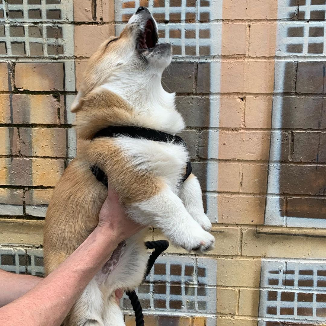 CorgiParents's tweet image. A quick look on what happens behind every IG worthy photo 😂 #therealyou 
(Photo @mrbasilthecorgi on Instagram)

Drop a bts photo of your corgi down below! 👇