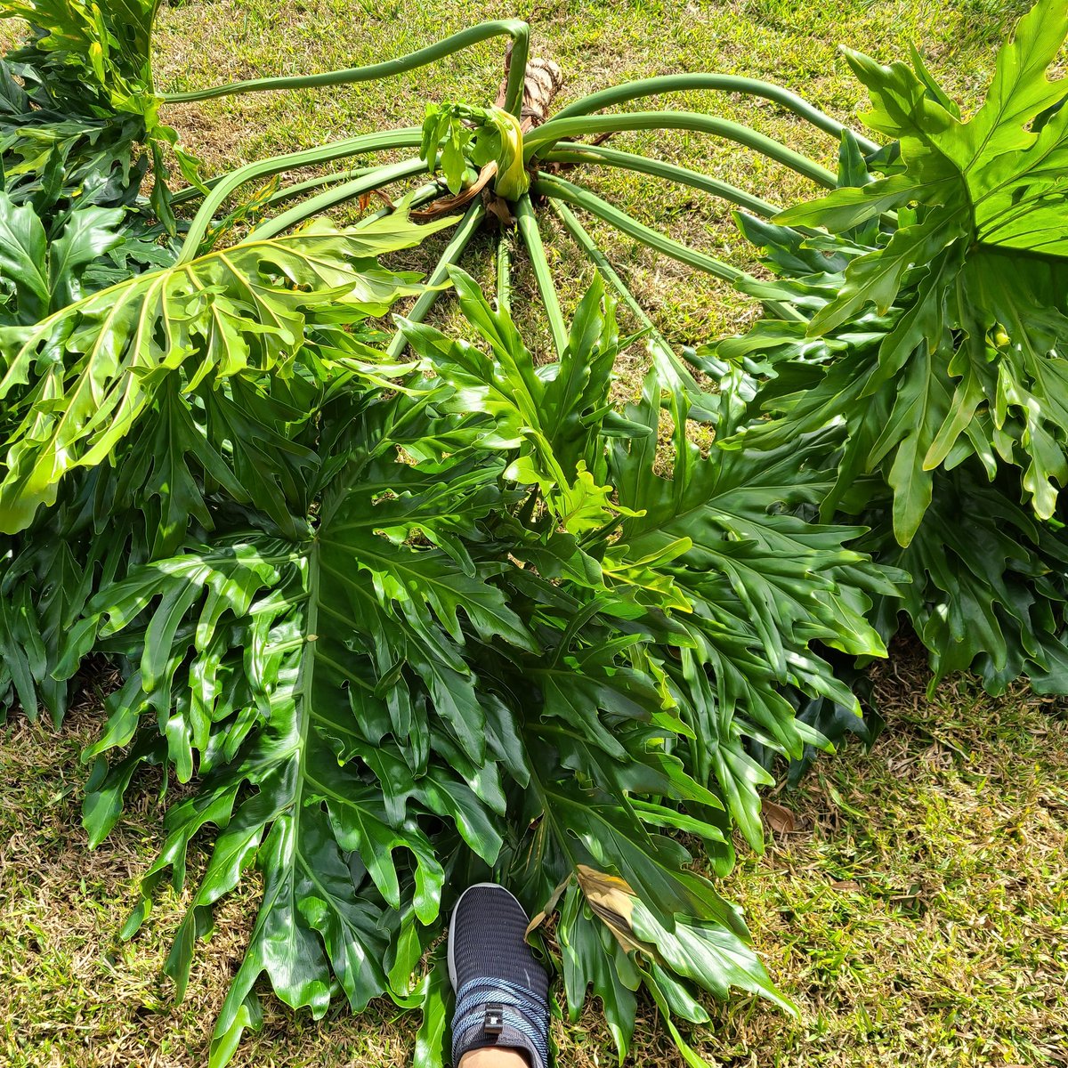 lonepalm99's tweet image. Philodendrons are supposed to be shrub like, not redwood trees. 8 of these from 1 plant. 🙄 #sweatySunday