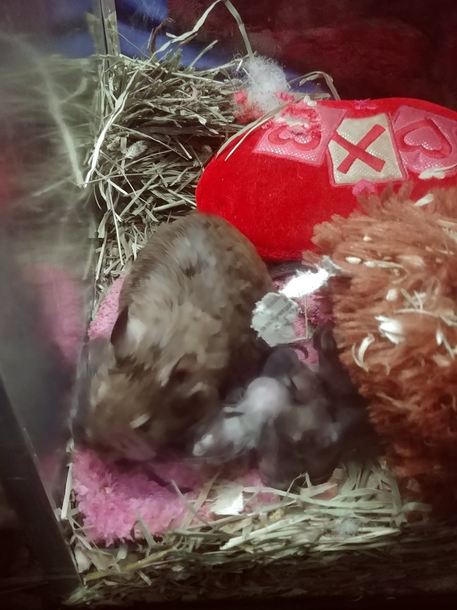 kevinredefined's tweet image. Our #Degu babbles.