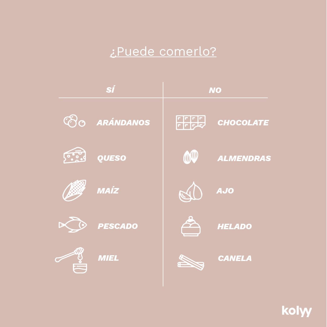 Kolyy_official's tweet photo. ¿Puede mi perro comer maíz?
Sí, puede, aunque es posible que no le siente tan bien como a los humanos.
Hay cierta confusión entre lo que nuestro perro NO puede comer y de lo que no debería abusar.

Aún así, SIEMPRE que puedas, consulta a tu veterinario.

#kolyy https://t.co/ei2GyYc1iP