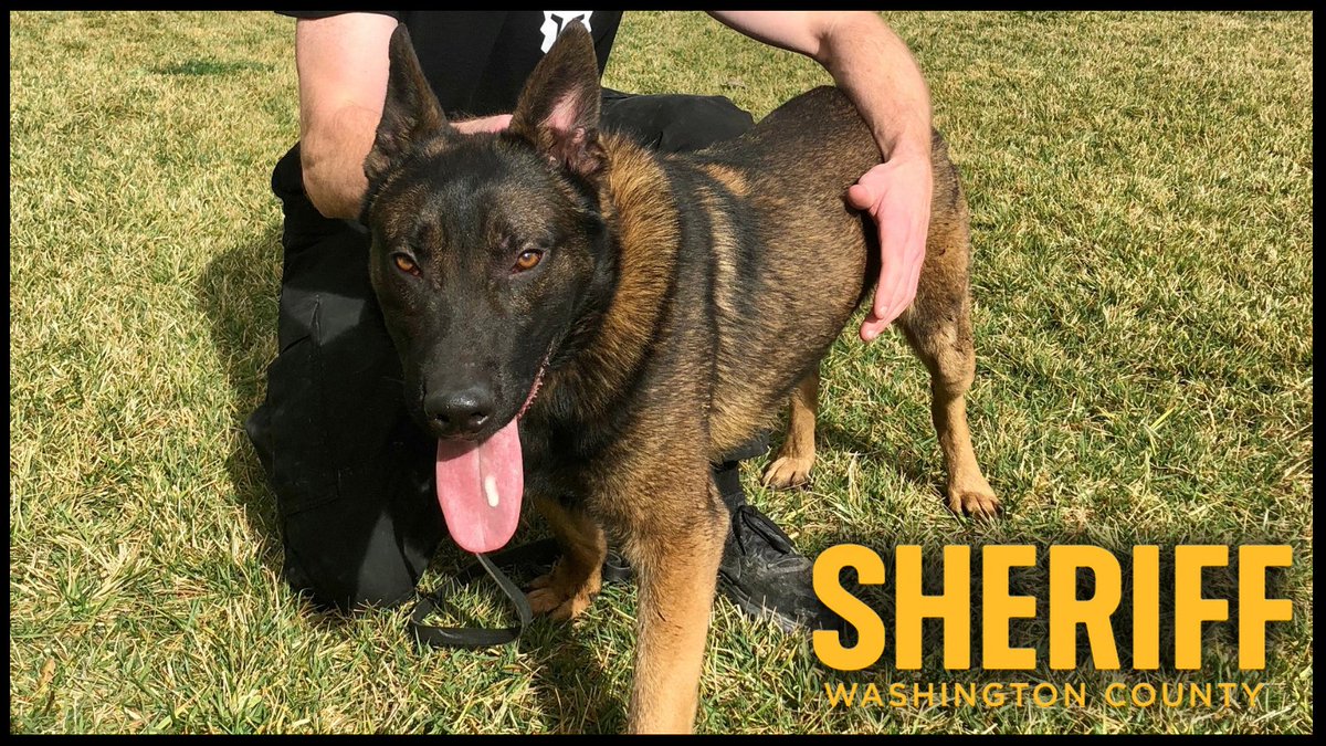 WCSOOregon's tweet image. Meet K9 Griff, the newest member of the #WCSOK9 Team. K9 Griff will be teamed up with his handler, Deputy Sam Terry. K9 Griff is a 1.5 year-old German Shepard/Belgian Malinois mix canine from Hungry. He is named after Deputy Terry’s favorite baseball player, Ken Griffey Jr. (1/2)