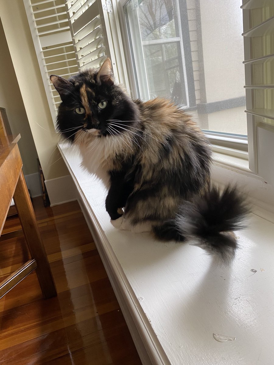 jenkies_kat's tweet photo. meet my roommate’s cat, Sassafras✨ https://t.co/oRQEIml6rf