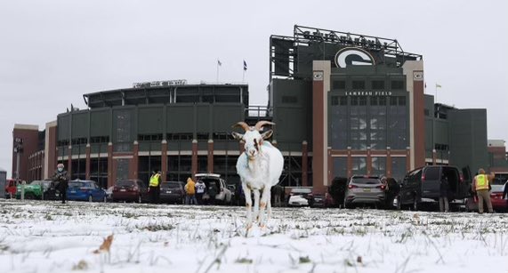 USDA's tweet image. USDA has received several reports about a possible 🐐 sighting in Green Bay, near Lambeau Field this afternoon 👀 

#TBvsGB