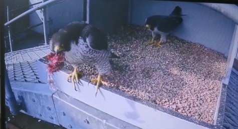 CCC Ents (@entsccc) on Twitter photo We are getting excited for the return of these two to <a href="/cromerchurch/">Cromer Church</a>, lets hope <a href="/CromerPeregrine/">Cromer Peregrine Project</a> have a great season We are getting excited for the return of these two to <a href="/cromerchurch/">Cromer Church</a>, lets hope <a href="/CromerPeregrine/">Cromer Peregrine Project</a> have a great season