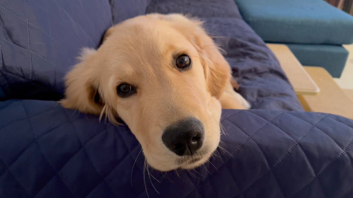 golden_bisuke's tweet image. ソファに顎のせして、待機しているビスケが可愛すぎます youtu.be/cYUnXhBry5I @YouTubeより