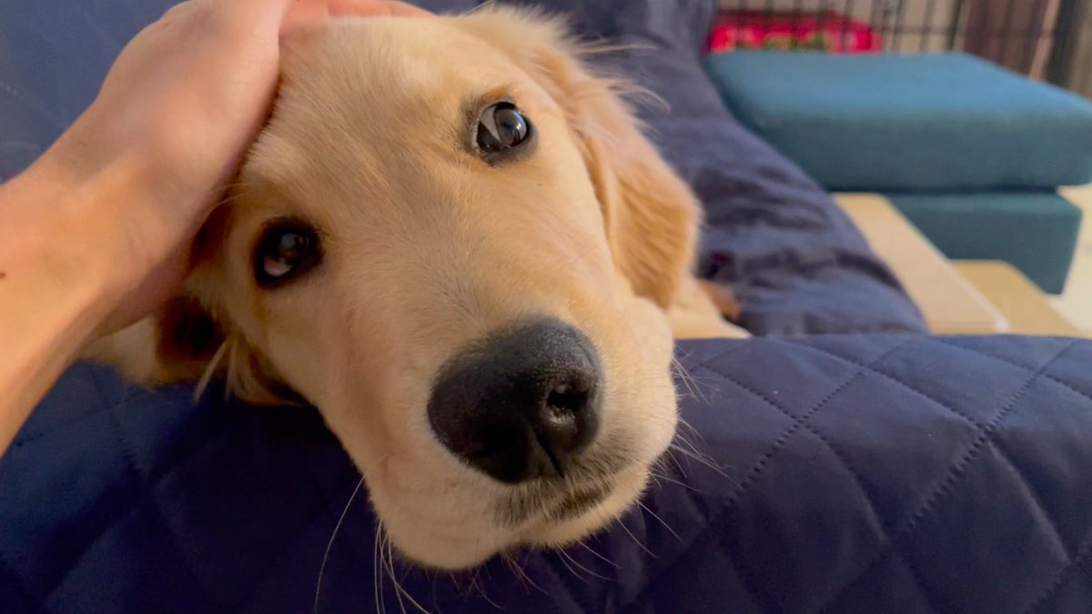 golden_bisuke's tweet image. ソファに顎のせして、待機しているビスケが可愛すぎます youtu.be/cYUnXhBry5I @YouTubeより