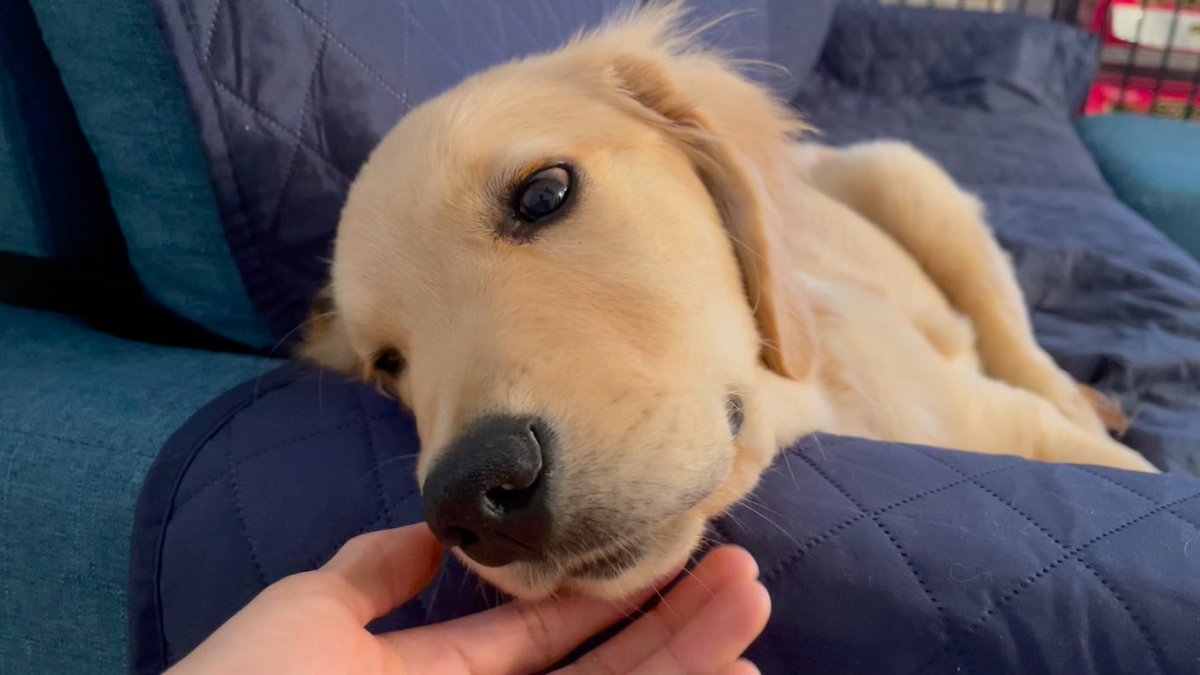 golden_bisuke's tweet image. ソファに顎のせして、待機しているビスケが可愛すぎます youtu.be/cYUnXhBry5I @YouTubeより