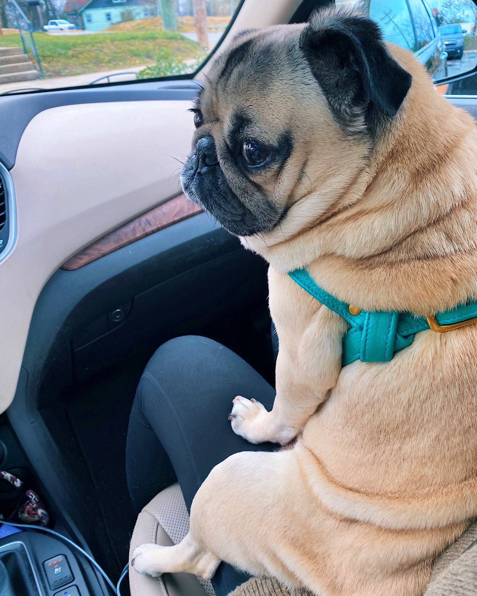 Why Does My Dog Sit Like A Human