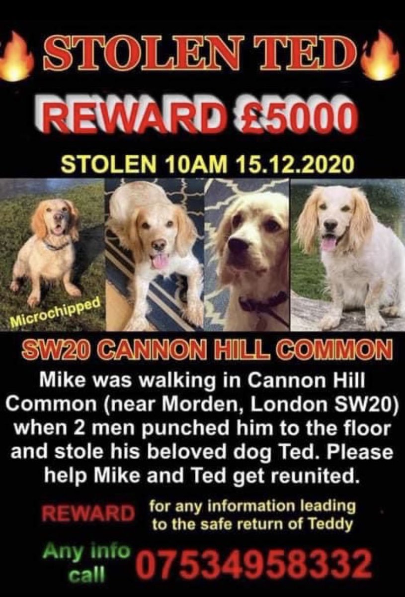 lilemmy87's tweet photo. PLEASE RETWEET- our beloved dog Ted is still missing after my father in law was attacked, our family is devastated and we just want him home. 🙏🙏🙏 #bringtedhome @rickygervais @JaneFallon https://t.co/UGHVXCkiik