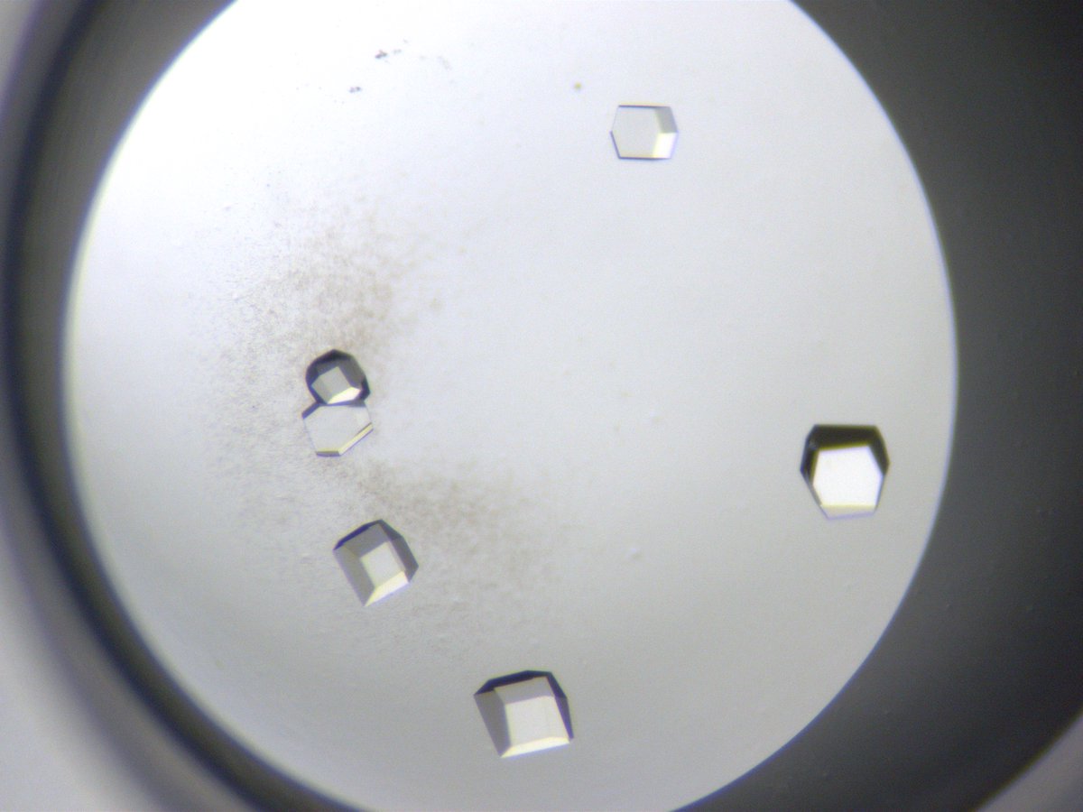 Lysozyme crystals aesthetics

#lysozyme #crystals #microscopy