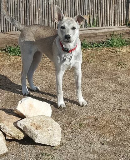 Midnight Sun is looking for a Valentine. 💘 Could that be you or someone you know? 

She is about 6-7 months old, spayed, microchipped and current on vaccinations. She is available to be adopted within a six hour radius of Los Angeles. 

ghettorescue.org