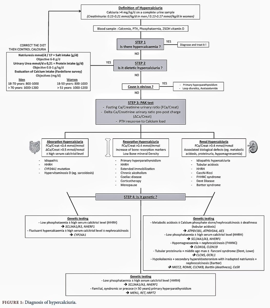 NefrarC's tweet photo. Hipercalciuria y nefrolitiasis
CaU >4mg/kg/d en orina de 24h con creatinuria (0.15–0.21mmol/kg/d🧔🏻 y 0.13–0.17mmol/kg/d 👩🏻🦰)
Absortiva ⬆️ CaU/creatinuria (>0.5mmol/mmol) después de 💊 Ca oral.
Resortiva ⬆️ marcadores oseos
Renal ➡️ asociada a tubulopatias
doi: 10.1093/ndt/gfz099 https://t.co/Q0r9KGLKJG