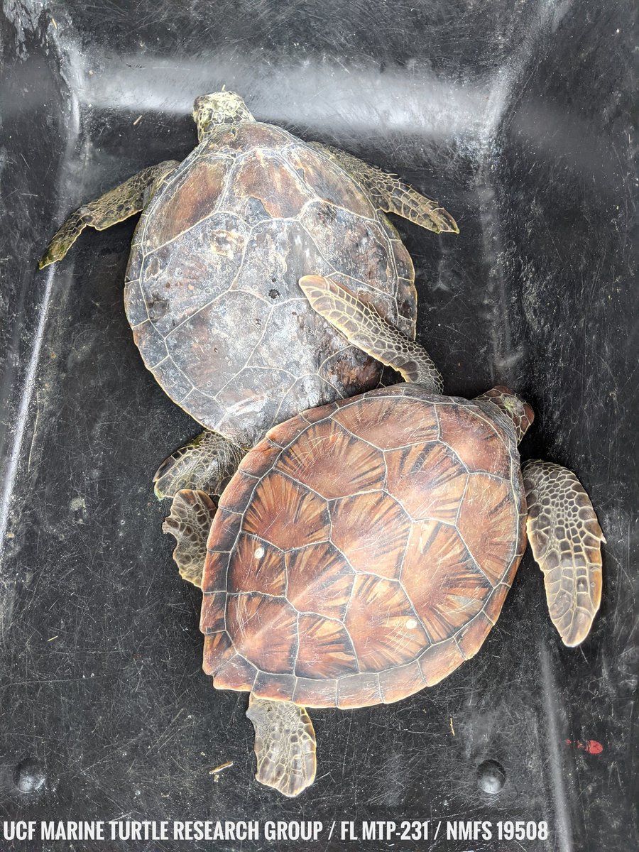 erin_seney's tweet image. Wow, it felt good to get out in the field for the first time in &amp;gt;10 mos. We had a great couple of days sampling at Port Canaveral, FL with a small crew including @UCFTurtleLab, @mattylarsen30, and @TiffDtheTurtle. #UCFTurtleLab #UCFBiology