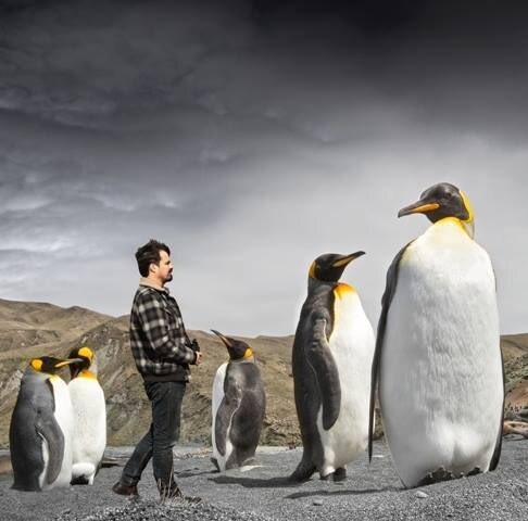 Fossil remains of the largest penguin species to exist, the Colossus Penguin, were unearthed in Antarctica. This penguin stood at 6’8” and weighed about 250 pounds. It lived around 37 million years ago. Basically Lebron James - but make it penguin.