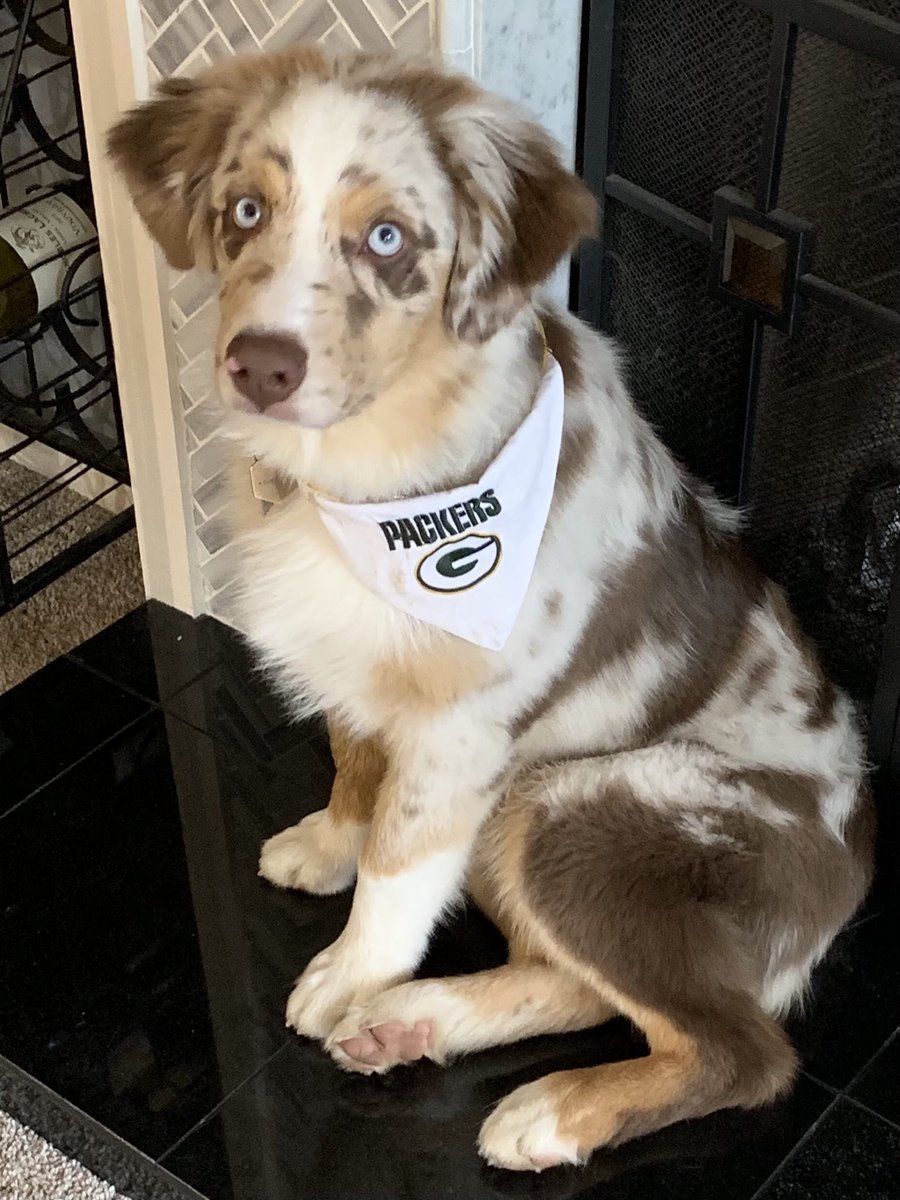 FloofnuggetM's tweet photo. Go Pack Go!!! I love my Packer-loving family, so I am willing to wear this scarf for awhile. #PuppiesOfTwitter #AussiesOfTwitter #NFCChampionshipGame #GreenBayPackers #Adorables https://t.co/FXp6VJkNzg