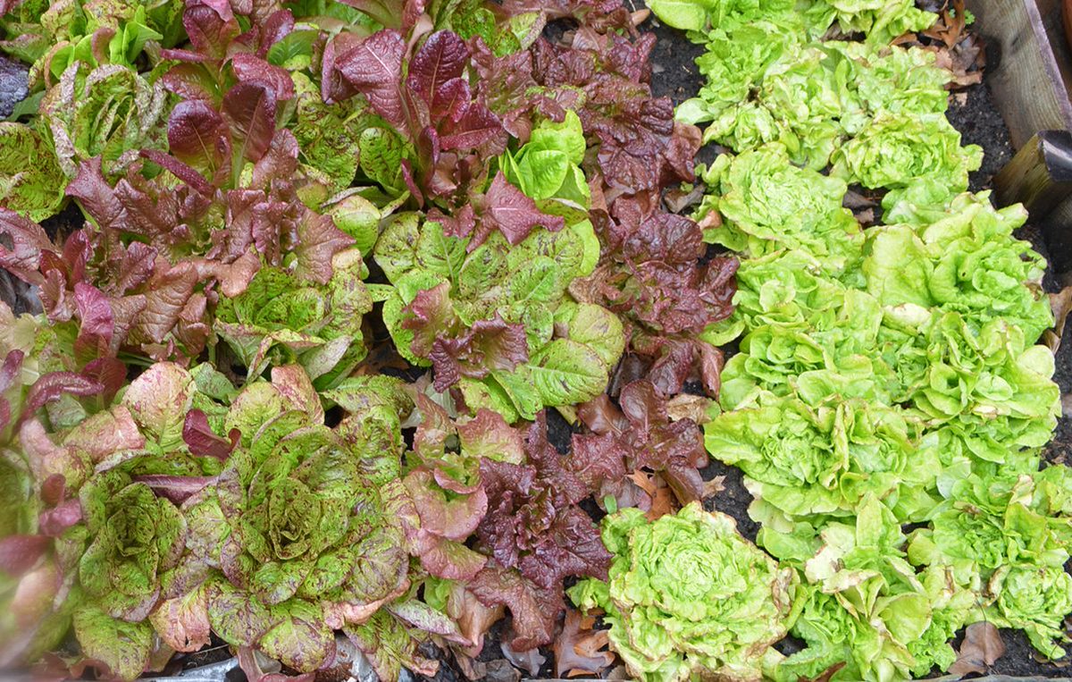 Texasgardener8a's tweet photo. Speckled Troutback, Devil's Tongue, Four Seasons and Tom Thumb lettuces (L to R). #botany #ingredient #freshingredients #healthylifestyle #fresh #gardening #leafvegetable #groundcover #floweringplant #produce #iloveplants #plantlover #veganeats #veggies #plantlove #healthier https://t.co/Zfilqk9uzo