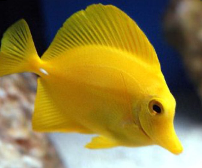 The gorgeous Norwegian Queen Sonja as fish. A thread.