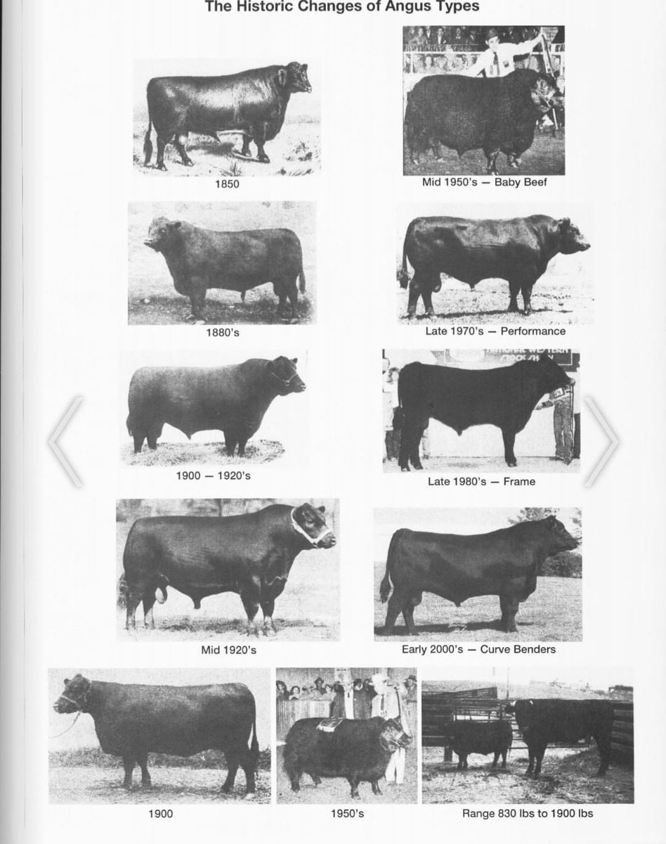 Nerbas Bros. Angus tweet media