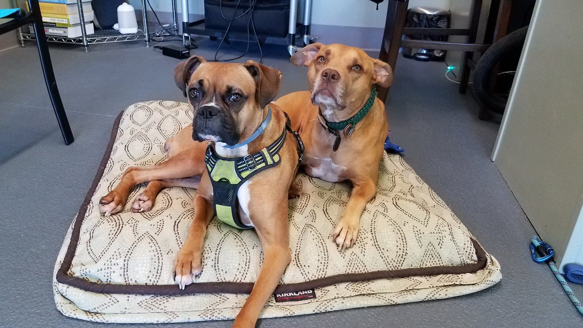 IntrovertedMe7's tweet photo. @TheOvalPawffice @First_Dog_USA Mac and Peabody would like to be considered for the following #PawsUnion positions:
Mac: Ambassador of Pibble Snuggles
Peabody: High Inquisitor of All Things Tasty
CVs and references available upon request https://t.co/jJj5aX3wRO