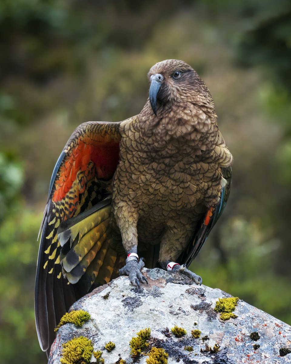 CardioKiwi's tweet photo. I know there are many more spectacular #BirdsWithPants but I am #TeamKea - I just love those woolly green trousers!
📸Jonathan Harrod. https://t.co/RJ7C1MxmYR
