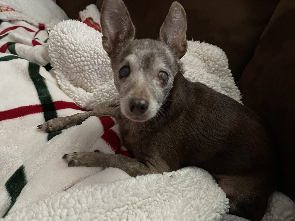 I’m waiting for a treat mommy! #dogsoftwitter #dogs #chisquad