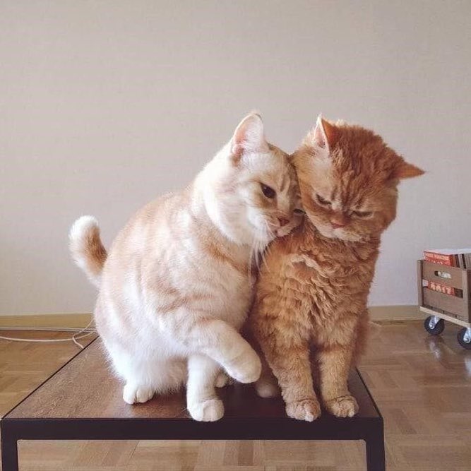 🐱 tweet media