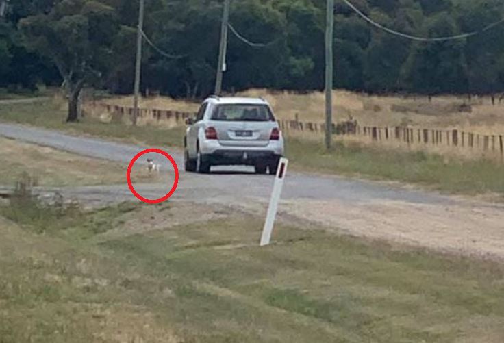 Ro_Smith's tweet image. Sunday in Mickleham (Melbourne's north), a woman mowing watched the driver of a silver car dump a small dog and drive off. It was 37C in Melbourne yesterday. That poor dog chased the car around the bend but couldn't keep up. Witness looked for 1.5hrs but no sight of it.