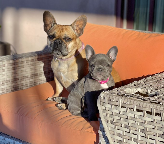 In case you haven’t met Paige (she’s 11 weeks old) and Kenzi, here they are 🐶🐶#frenchielife #puppytrainingsucks