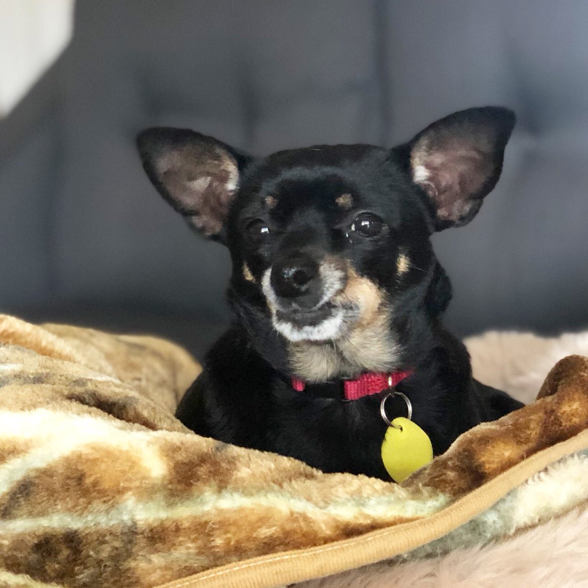 MavisBeacon10's tweet photo. Is that snack for me? #dogslife https://t.co/gAzgxeJcAA