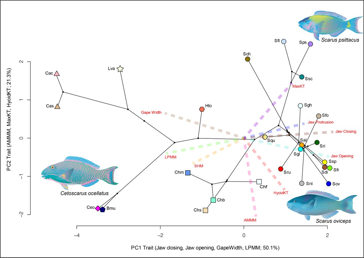 IndoPacScarini's tweet photo. 🦜🐟Our key finding: we found a trophic #ecomorphological relationship associated with intrageneric disparity in adductor mandibulae muscle mass (AMMM) 💪for the Indo-Pacific #Scarus.
#Phylomorphospace
https://t.co/NIrLiEWYDz https://t.co/iBpBeGISZR