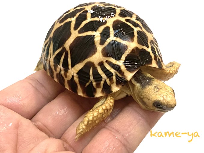 Kame Yaナオ さん のツイート 販売 の検索結果 2 Whotwi グラフィカルtwitter分析 Kame Yaナオ さん のツイート 販売 の検索結果 2 Whotwi グラフィカルtwitter分析