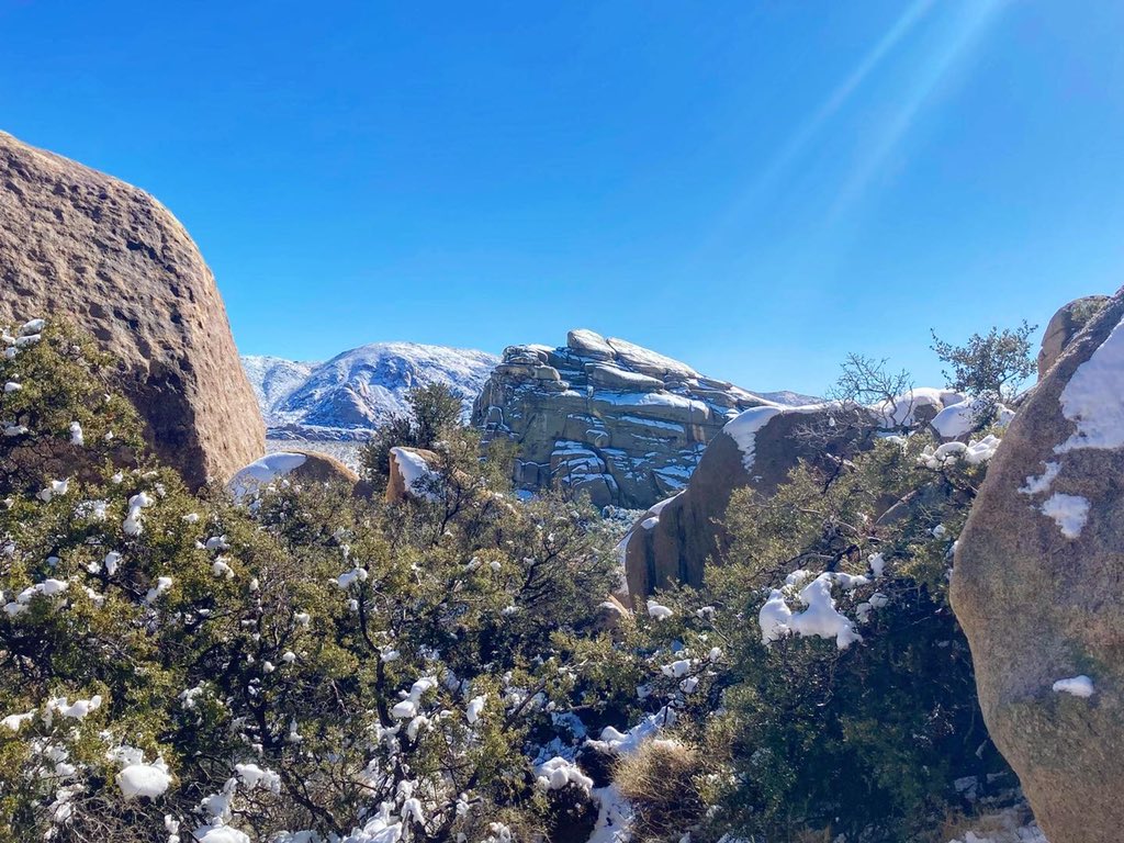 Snow day at Joshua Tree ❄️
