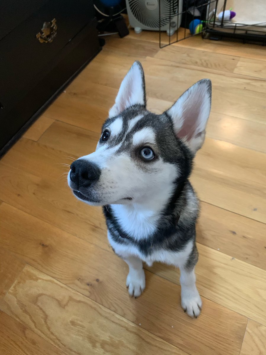 Adam_Armstr's tweet image. Meet River, the newest addition to our little family, and the cutest pup in this godforsaken city 💙💙💙