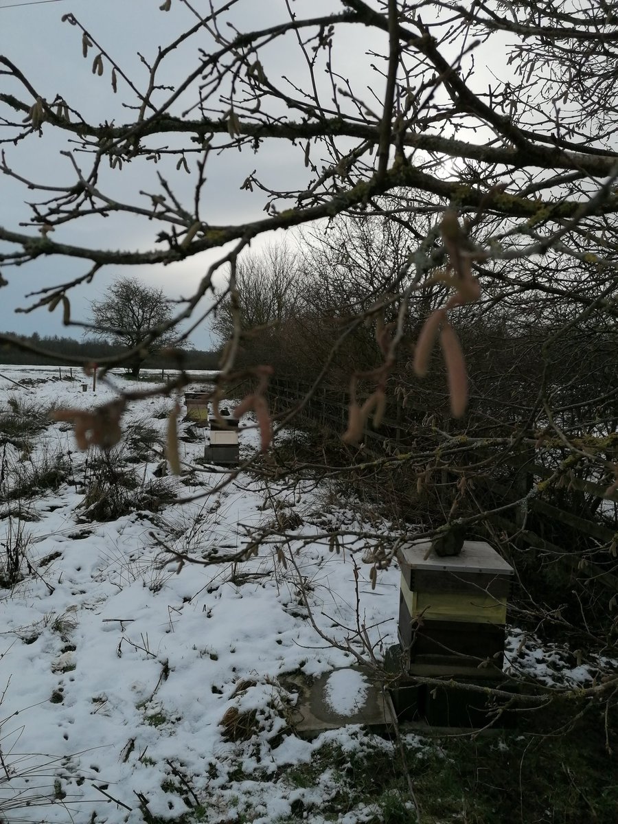 AndrewAbraham7's tweet photo. Nice to see the catkins out, a sure sign spring is coming. A day of good weather for cleansing flights is overdue https://t.co/MPaBq5TVBM