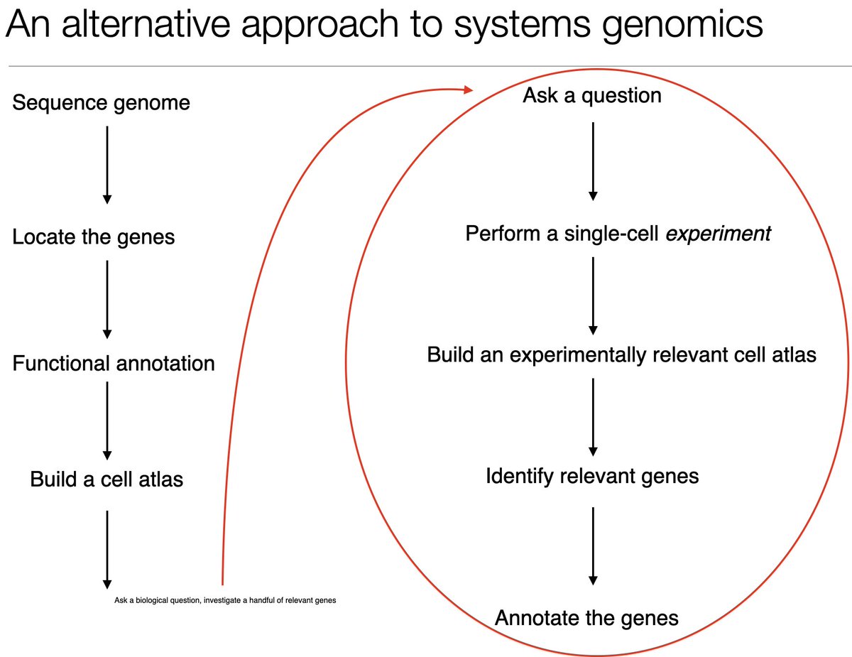 We show  #scRNAseq can be used for "reverse genomics" to conduct low-cost *experiments*. Instead of sequence first ask questions later, we ask questions first & then sequence. We illustrate the approach w/ a starvation experiment using the emerging model Clytia hemisphaerica. 2/