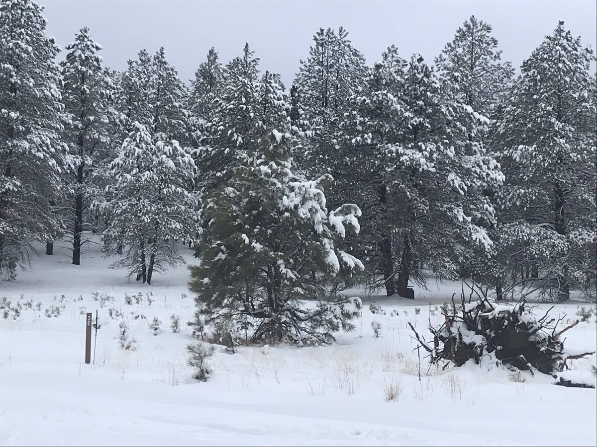 thumpher1234's tweet photo. @SylesteFox10 we got a lot of snow in Flagstaff https://t.co/XkyKEhK7ED