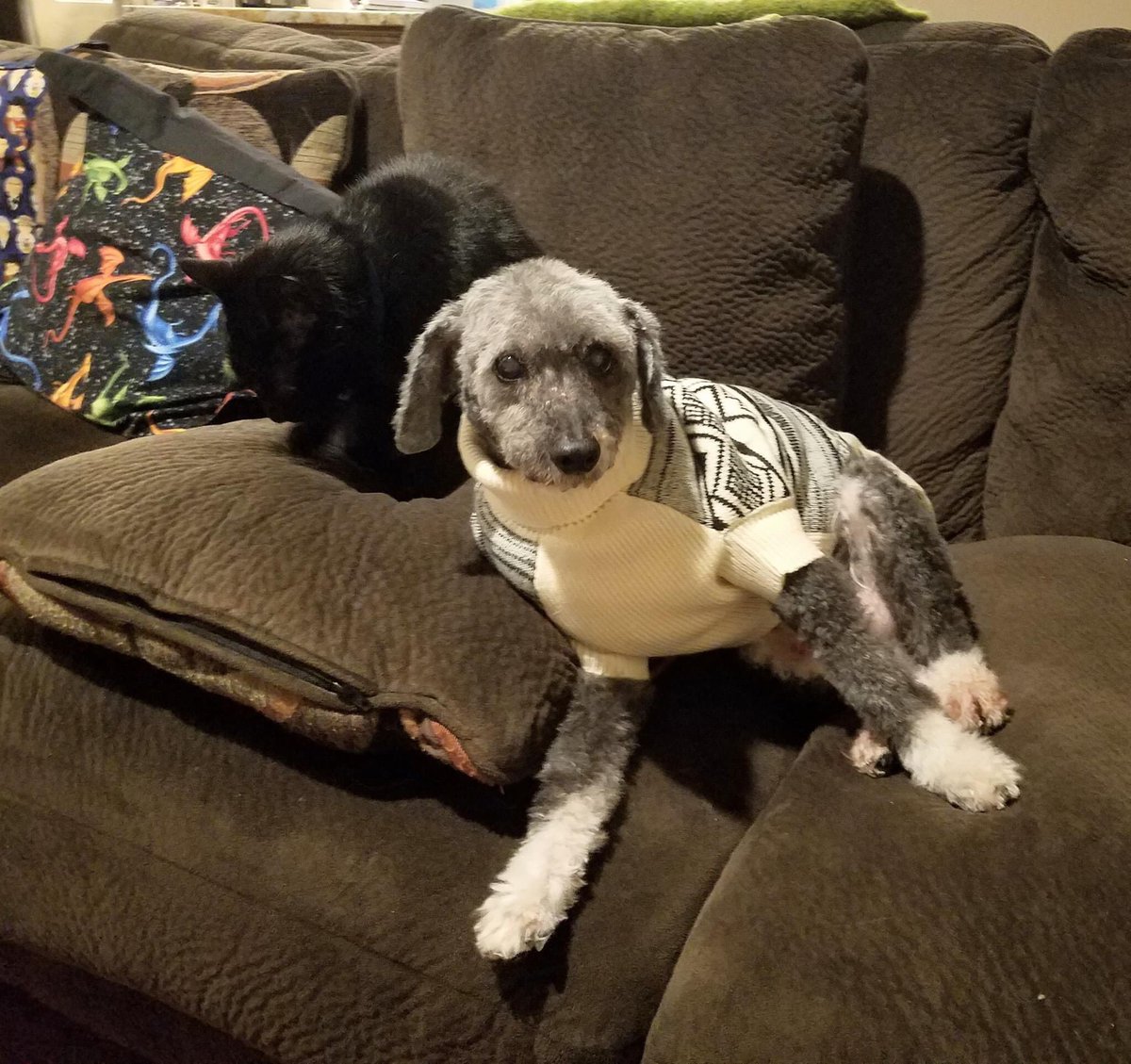 2HousePanthers's tweet photo. @TheOvalPawffice @First_Dog_USA we are already a multi species family, so we want to join #PawsUnion https://t.co/5t94RZ6CuY